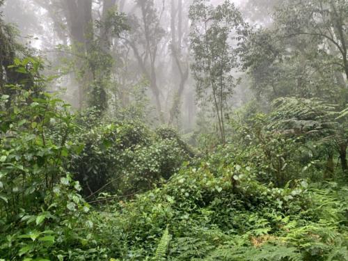 Rain forest. Jungle. Africa.